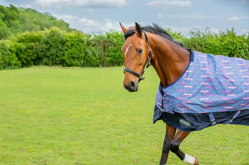 StormX Original Dorris The Dachshund 0g Turnout Rug - Riviera/Navy-1